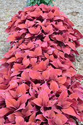 Redhead Coleus (Solenostemon scutellarioides 'Redhead') at Sargent's Nursery