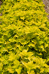 Wasabi Coleus (Solenostemon scutellarioides 'Wasabi') at Sargent's Nursery