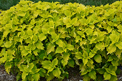 Wasabi Coleus (Solenostemon scutellarioides 'Wasabi') at Sargent's Nursery