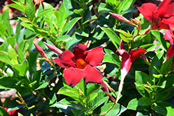 Sun Parasol Garden Crimson Mandevilla (Mandevilla 'Sunparacore') at Sargent's Nursery