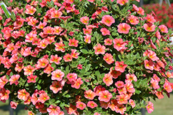 Superbells Tropical Sunrise Calibrachoa (Calibrachoa 'INCALTRSUN') at Sargent's Nursery