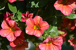 Superbells Tropical Sunrise Calibrachoa (Calibrachoa 'INCALTRSUN') at Sargent's Nursery