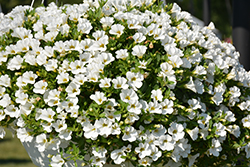 Superbells White Calibrachoa (Calibrachoa 'Balcal14141') at Sargent's Nursery