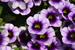 Superbells Blue Moon Punch Calibrachoa (Calibrachoa 'Superbells Blue Moon Punch') at Sargent's Nursery