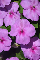 Super Elfin XP Blue Pearl Impatiens (Impatiens walleriana 'Super Elfin XP Blue Pearl') at Sargent's Nursery