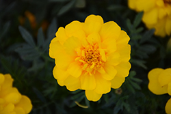 Durango Yellow Marigold (Tagetes patula 'Durango Yellow') at Sargent's Nursery