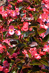 Big Rose Bronze Leaf Begonia (Begonia 'Big Rose Bronze Leaf') at Sargent's Nursery
