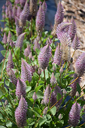 Joey Mulla Mulla (Ptilotus exaltatus 'Joey') at Sargent's Nursery