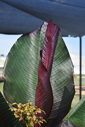 Red Banana (Ensete ventricosum 'Maurelii') at Sargent's Nursery