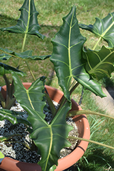 Sarian African Mask (Alocasia 'Sarian') at Sargent's Nursery