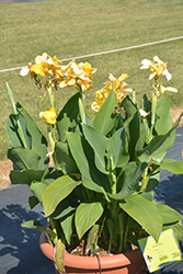 Cannova Yellow Canna (Canna 'Cannova Yellow') at Sargent's Nursery