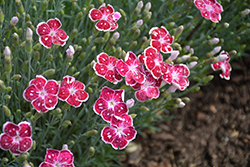 Fire And Ice Pinks (Dianthus 'Fire And Ice') at Sargent's Nursery
