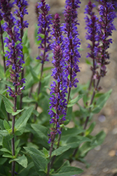 Caradonna Sage (Salvia nemorosa 'Caradonna') at Sargent's Nursery