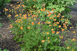 Totally Tangerine Avens (Geum 'Tim's Tangerine') at Sargent's Nursery