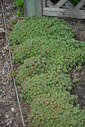 Lime Zinger Stonecrop (Sedum 'Lime Zinger') at Sargent's Nursery