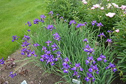 Ruffled Velvet Iris (Iris sibirica 'Ruffled Velvet') at Sargent's Nursery