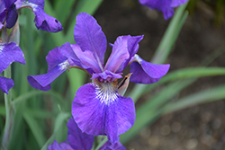 Ruffled Velvet Iris (Iris sibirica 'Ruffled Velvet') at Sargent's Nursery