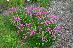 Bloodstone Sea Thrift (Armeria maritima 'Bloodstone') at Sargent's Nursery