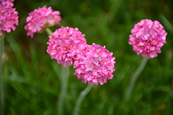 Bloodstone Sea Thrift (Armeria maritima 'Bloodstone') at Sargent's Nursery