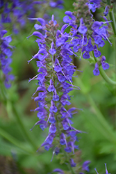 May Night Sage (Salvia x sylvestris 'May Night') at Sargent's Nursery