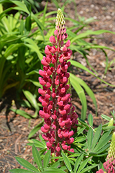 Mini Gallery Red Lupine (Lupinus 'Mini Gallery Red') at Sargent's Nursery