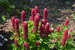 Mini Gallery Red Lupine (Lupinus 'Mini Gallery Red') at Sargent's Nursery