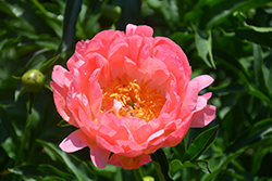 Coral Sunset Peony (Paeonia 'Coral Sunset') at Sargent's Nursery