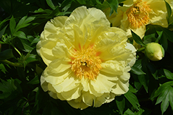 Sequestered Sunshine Peony (Paeonia 'Sequestered Sunshine') at Sargent's Nursery