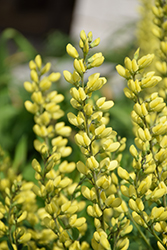 American Goldfinch False Indigo (Baptisia 'American Goldfinch') at Sargent's Nursery