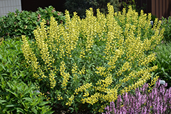 American Goldfinch False Indigo (Baptisia 'American Goldfinch') at Sargent's Nursery