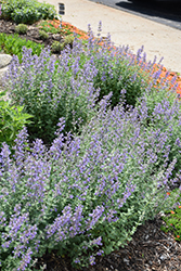 Purrsian Blue Catmint (Nepeta x faassenii 'Purrsian Blue') at Sargent's Nursery