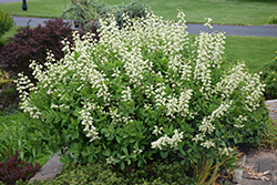 Decadence Vanilla Cream False Indigo (Baptisia 'Vanilla Cream') at Sargent's Nursery