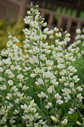 Decadence Vanilla Cream False Indigo (Baptisia 'Vanilla Cream') at Sargent's Nursery