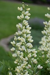 Decadence Vanilla Cream False Indigo (Baptisia 'Vanilla Cream') at Sargent's Nursery