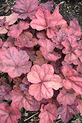 Lava Lamp Coral Bells (Heuchera 'Lava Lamp') at Sargent's Nursery