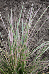 Northern Lights Tufted Hair Grass (Deschampsia cespitosa 'Northern Lights') at Sargent's Nursery