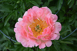 Coral Sunset Peony (Paeonia 'Coral Sunset') at Sargent's Nursery