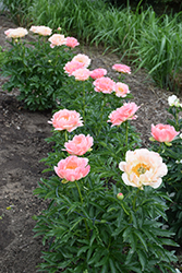 Coral Sunset Peony (Paeonia 'Coral Sunset') at Sargent's Nursery