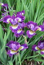 Contrast In Styles Siberian Iris (Iris sibirica 'Contrast In Styles') at Sargent's Nursery
