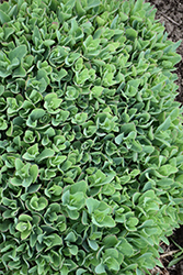 Carl Stonecrop (Sedum 'Carl') at Sargent's Nursery