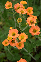 Totally Tangerine Avens (Geum 'Tim's Tangerine') at Sargent's Nursery