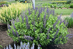 Decadence Sparkling Sapphires False Indigo (Baptisia 'Sparkling Sapphires') at Sargent's Nursery