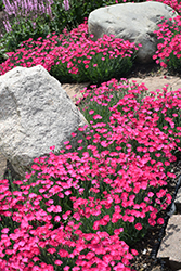 Paint The Town Magenta Pinks (Dianthus 'Paint The Town Magenta') at Sargent's Nursery