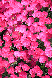Paint The Town Magenta Pinks (Dianthus 'Paint The Town Magenta') at Sargent's Nursery