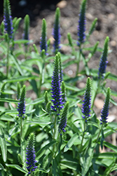 Magic Show Wizard of Ahhs Speedwell (Veronica 'Wizard of Ahhs') at Sargent's Nursery