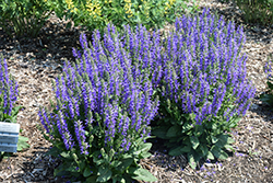 Fashionista Midnight Model Sage (Salvia 'Midnight Model') at Sargent's Nursery