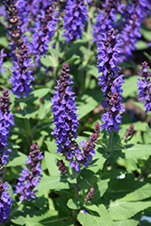 Violet Profusion Meadow Sage (Salvia nemorosa 'Violet Profusion') at Sargent's Nursery