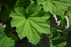 Autumn Bride Hairy Alumroot (Heuchera villosa 'Autumn Bride') at Sargent's Nursery