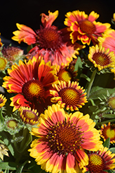 Arizona Sun Blanket Flower (Gaillardia x grandiflora 'Arizona Sun') at Sargent's Nursery