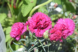 Fruit Punch Spiked Punch Pinks (Dianthus 'Spiked Punch') at Sargent's Nursery